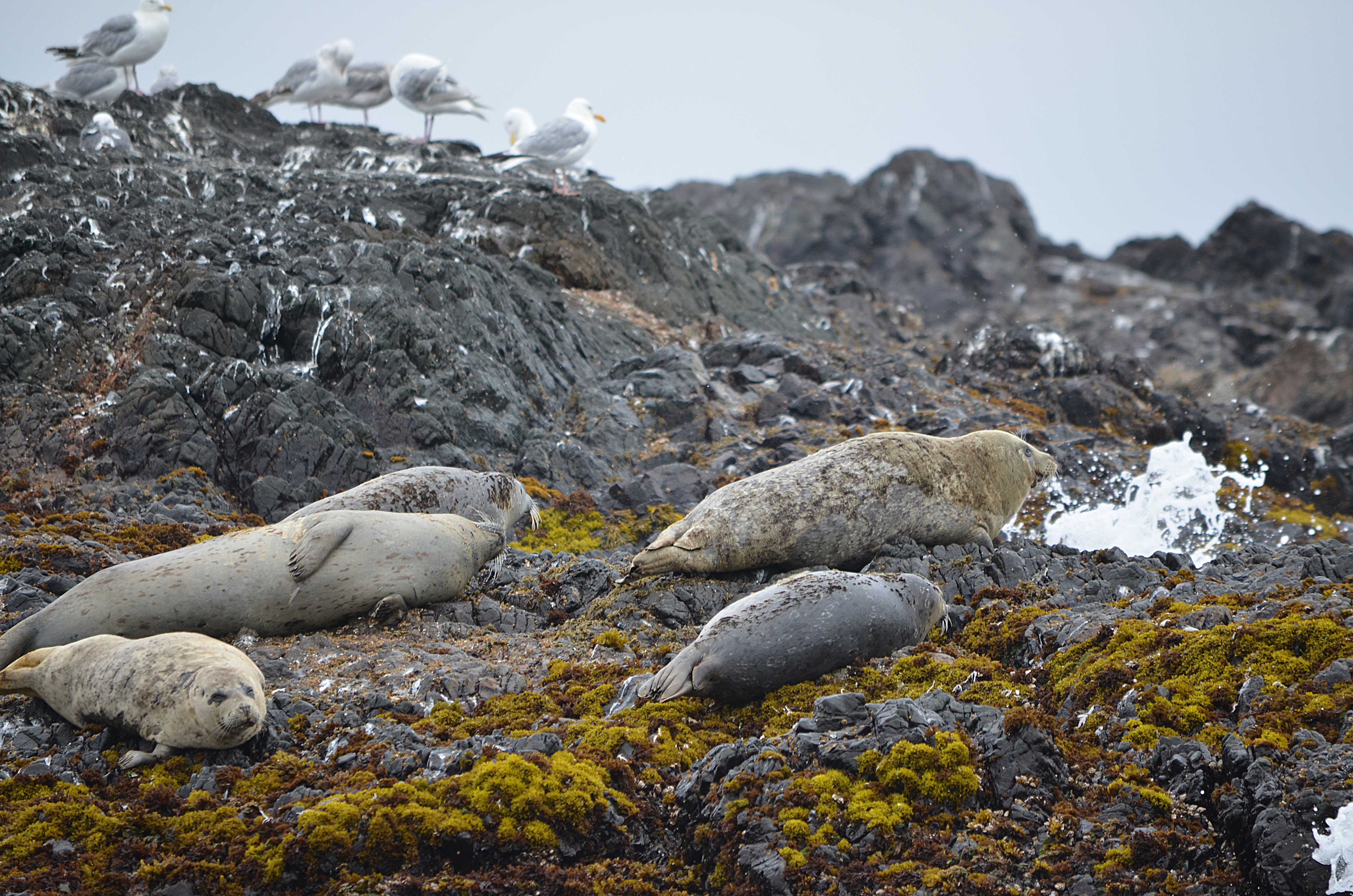 photos/wildlife/Mammal_Species/Steller Sea Lion/DSC_0363.JPG